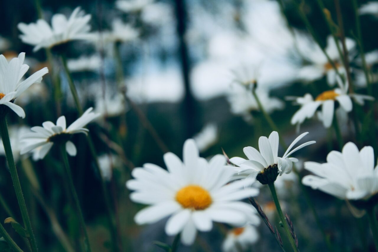 Maiblomster i eng